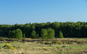 Wallpaper Wahner Heide